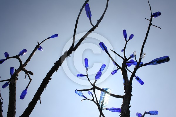 Blue Bottle Tree 