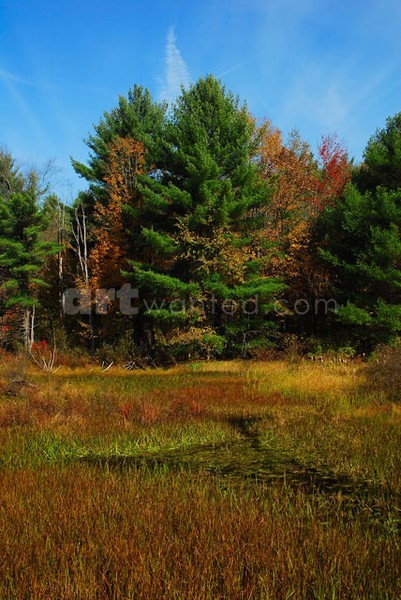 Autumnal Swamp in Lake Luzerne Area I