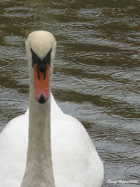 Swan Swimming