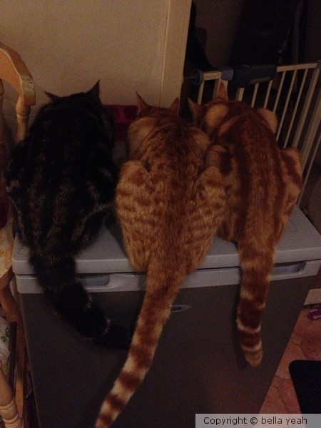 dinner time