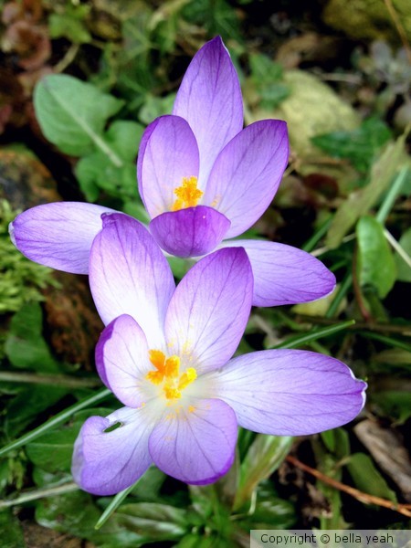 spring is springing,,, finally!
