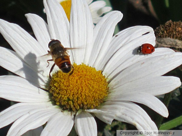 Lady-bird and bee meet each other on the flower