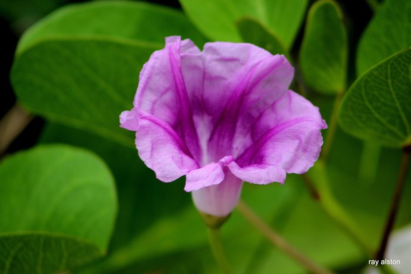 mangrove flower in bloom