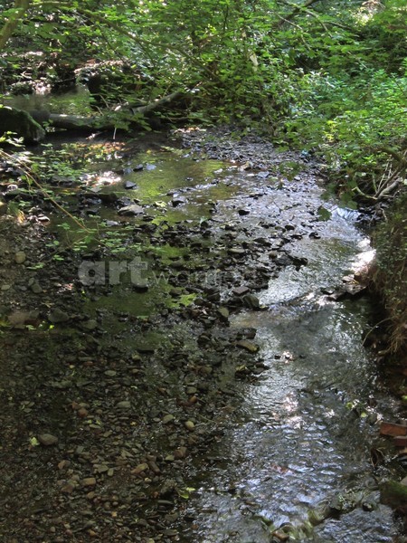 Sanctuary Brook