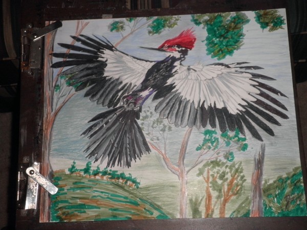 Pileated