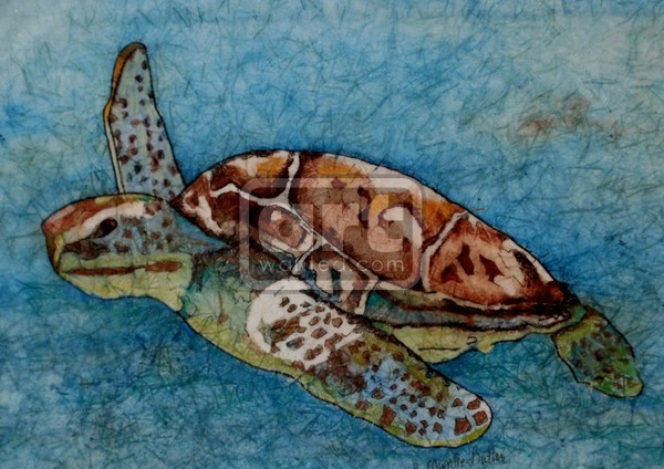 Sea Turtle