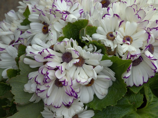 White and Purple