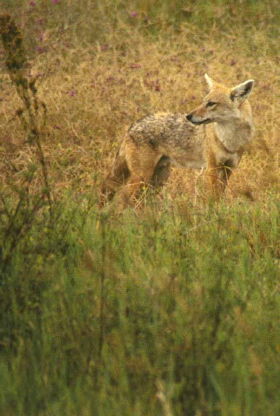 African Jackal 