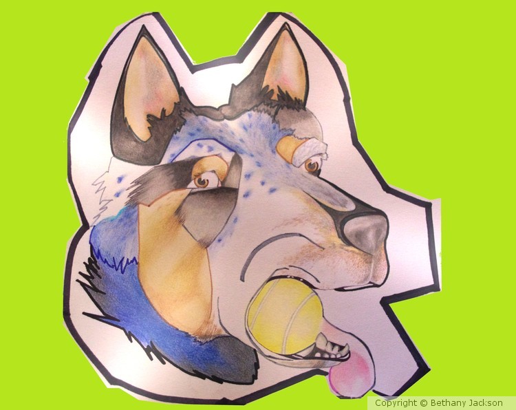 Blue Heeler Comission
