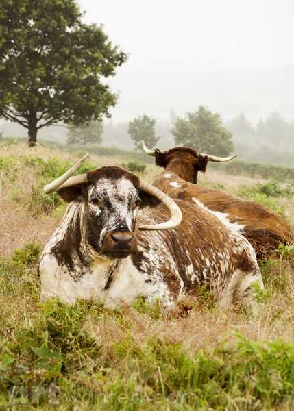 Cheek To Cheek