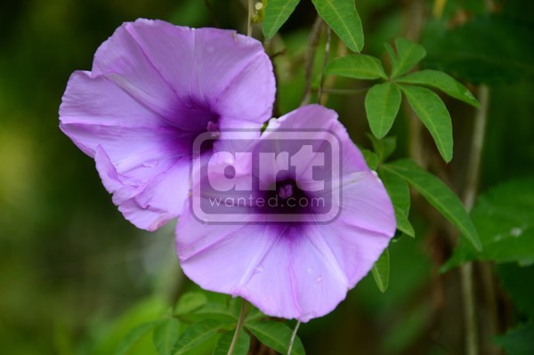 purple convolvulus sabatius