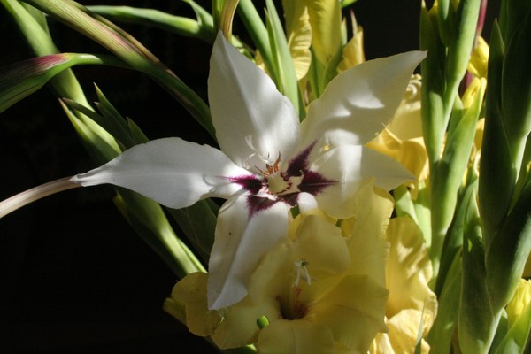 Flowers