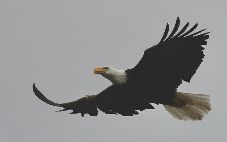 click and enlarge 
