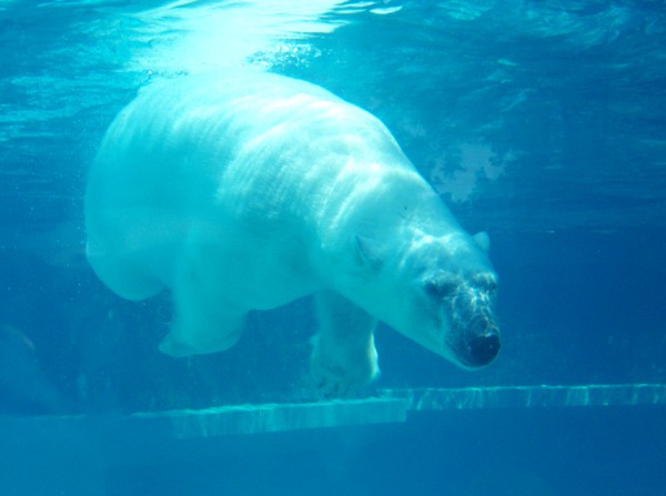 ONE COOL BEAR