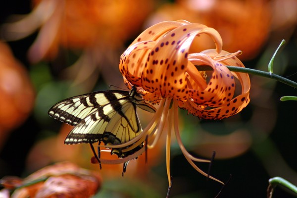 Butterfly on flower