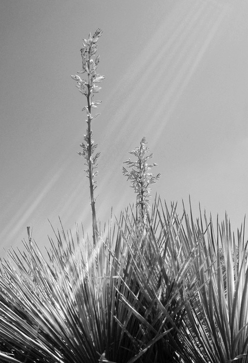 Filter Light Yucca