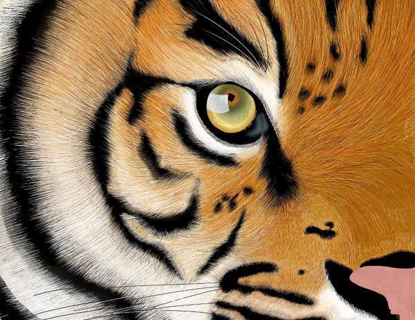 Eye of the Tiger