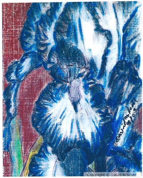 Minature Bus-card size Blue Iris