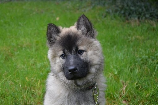 puppies (6)
