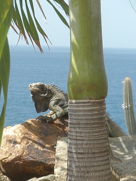 Caribbean Friend