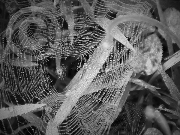 Aviary Photo 130602125683262300