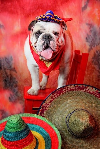 Karen Muro Cute dog with a sombrero