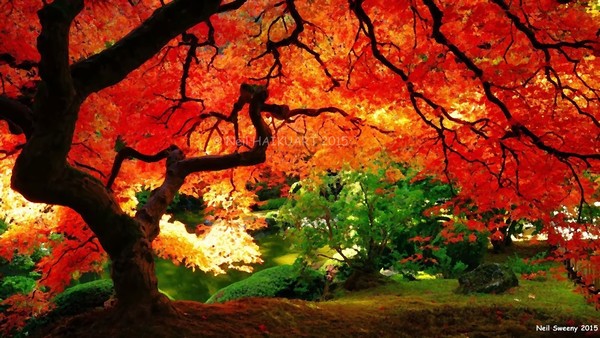 Beautiful garden 2