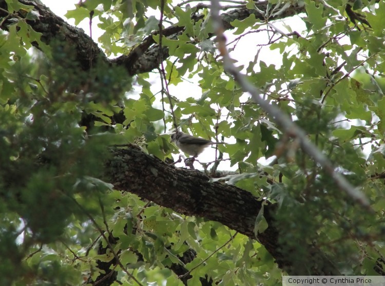 Find the Birdie