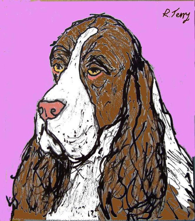 englishspringerspaniel