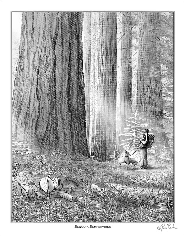 Hiker-and-Dog-Forest-7in-72ppi