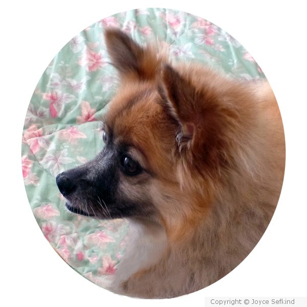 Dog Portrait