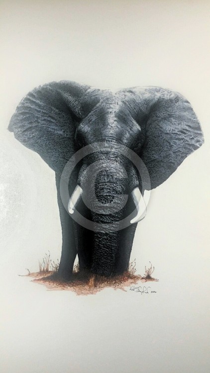 Elephant