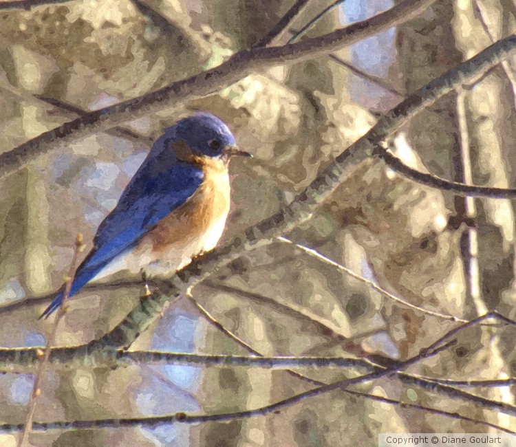 Bluebird