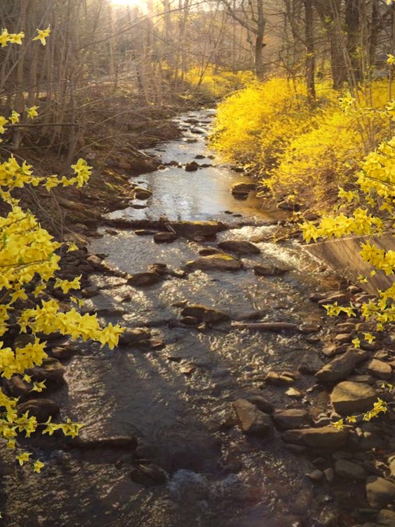 Bath County Forsythia 