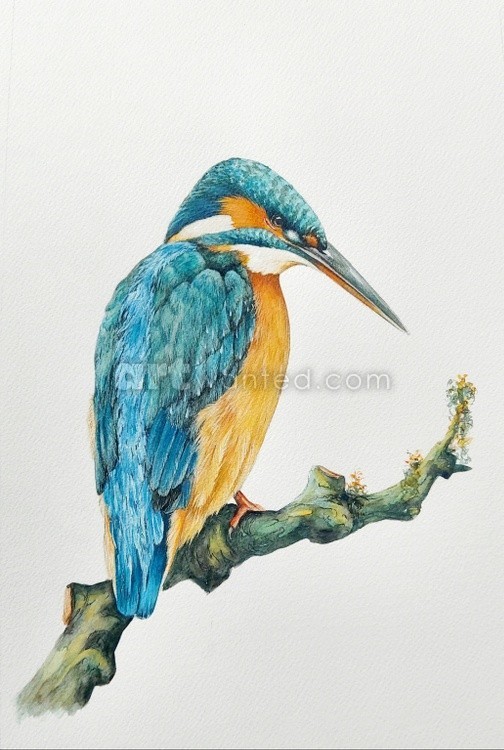 The Kingfisher