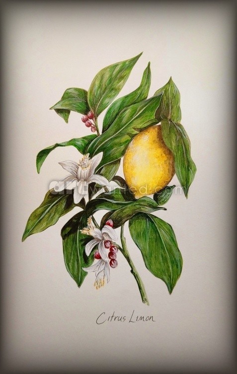 Citrus Limon