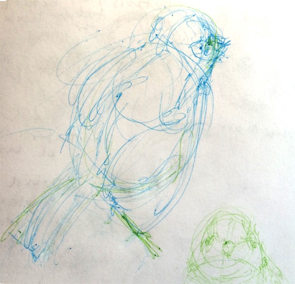 Song Bird Sketch