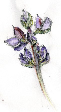 Arroyo Lupine Watercolor
