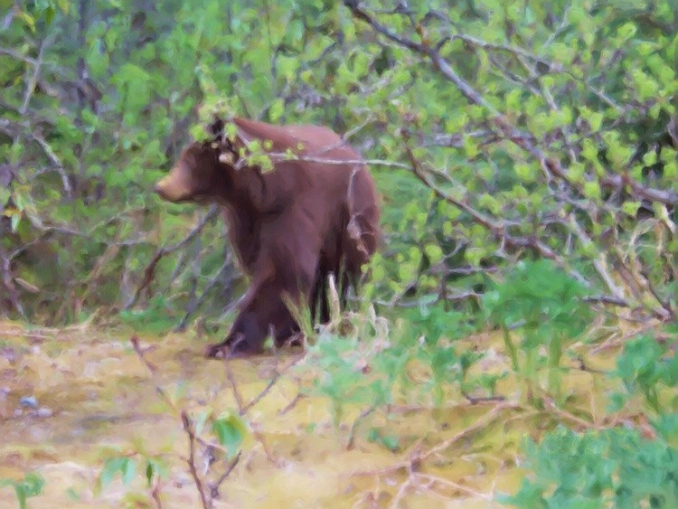 AW watercolor bear in bush