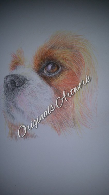 King Charles Cavalier Spaniel