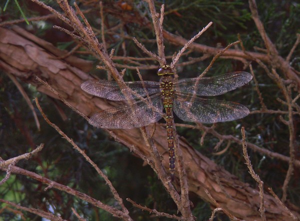 Camoubug