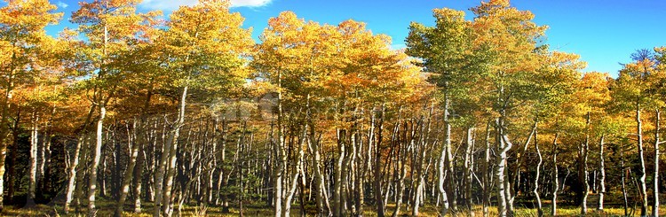 Fall line up