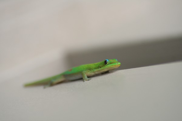 Geeko life