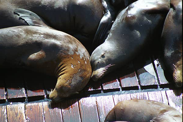 sleeping sea lions