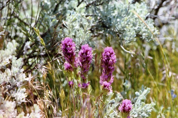 Garner Valley Wildflowers