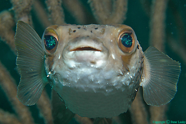 Balloon Fish
