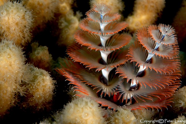 Christmas Tree Worm Among Yellow FInger Coral