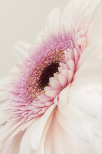 Gerber Daisy in Profile
