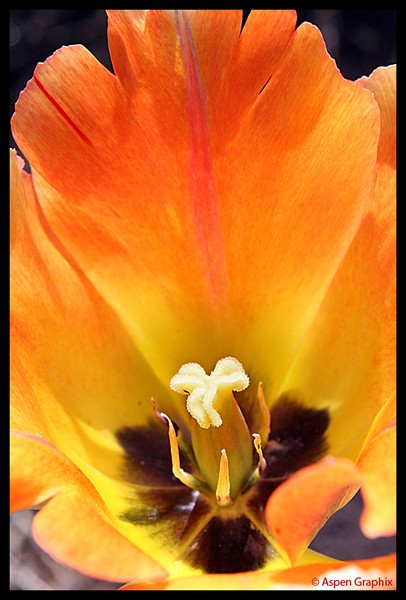 Fiery Tulip
