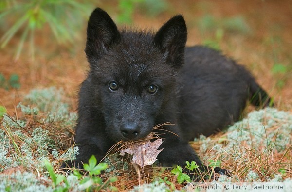 wolf pup